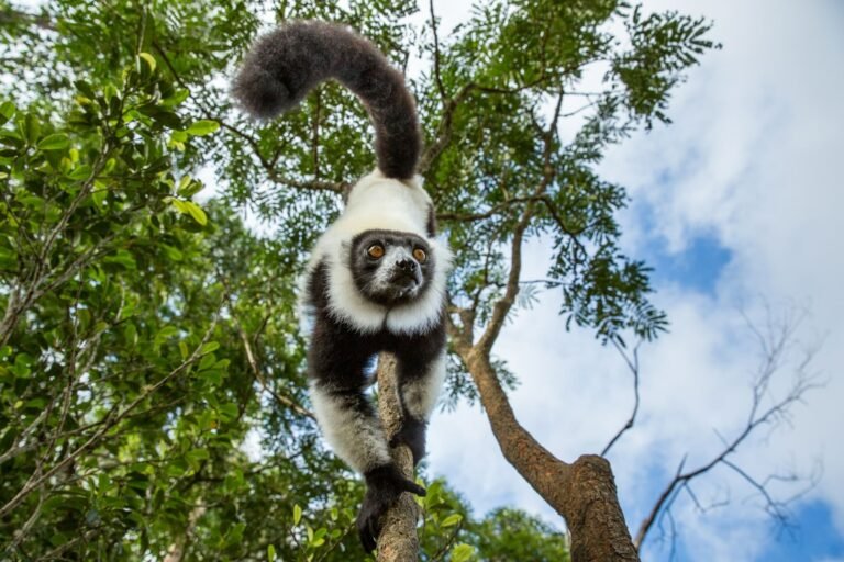 Visite du zoo de Tsimbazaza